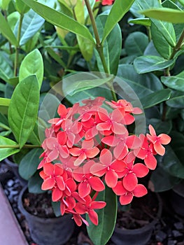 Red ixora flower on the Nursery plants. West Indian Jasmine the plants possess leathery leaves, ranging from 3 to 6 inches. photo